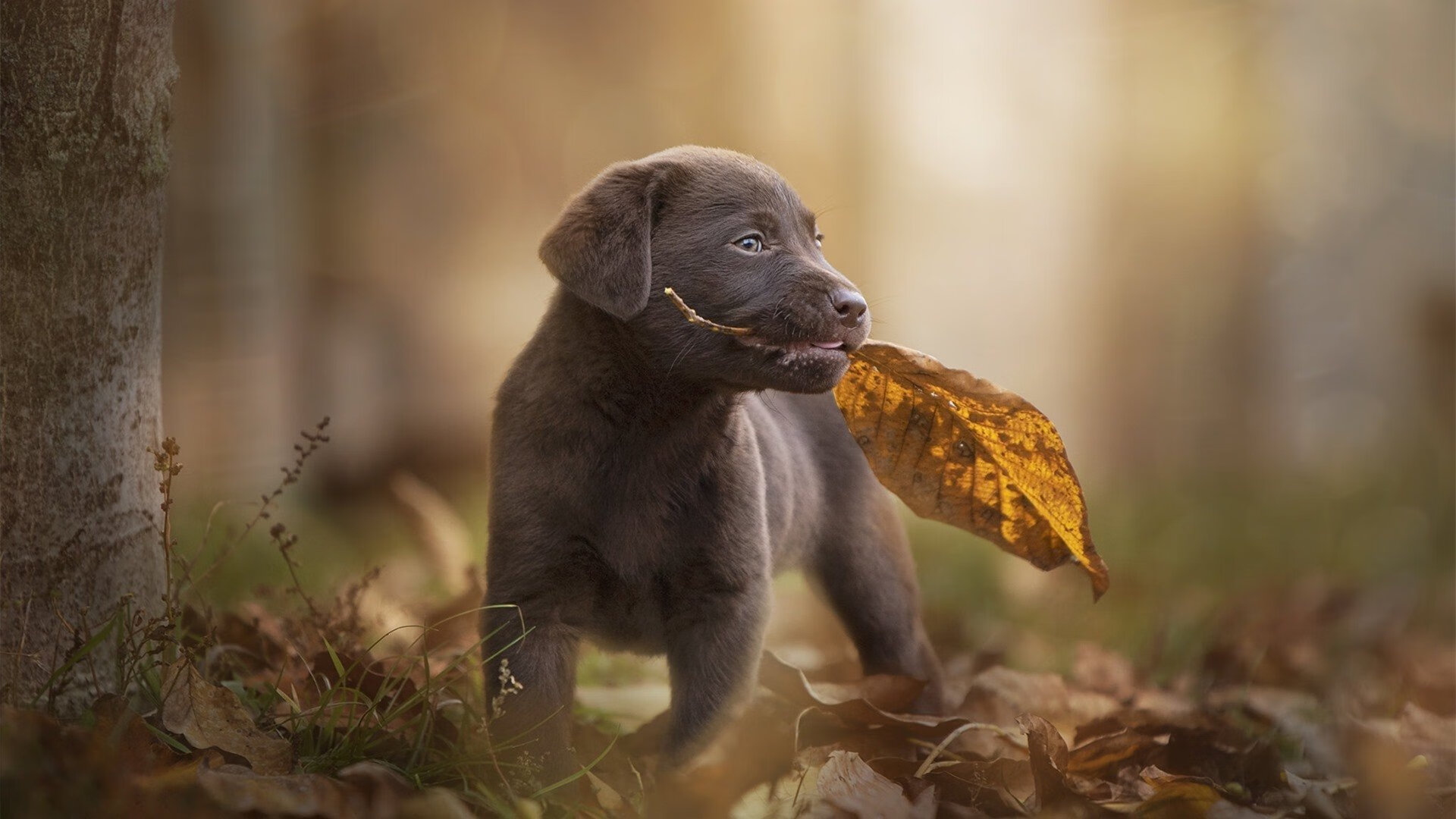 运动装备市场需求分析，运动用品市场