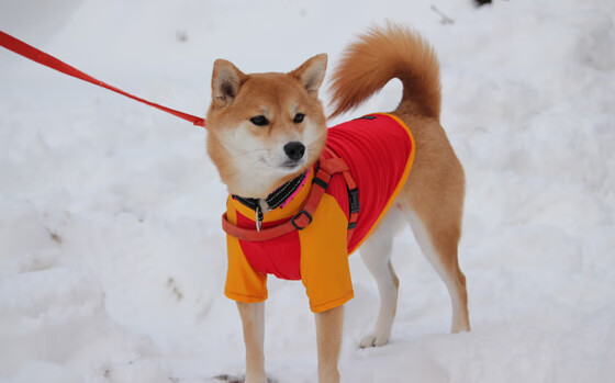 中国女篮实力提升 争夺国际赛场佳绩，中国,女篮