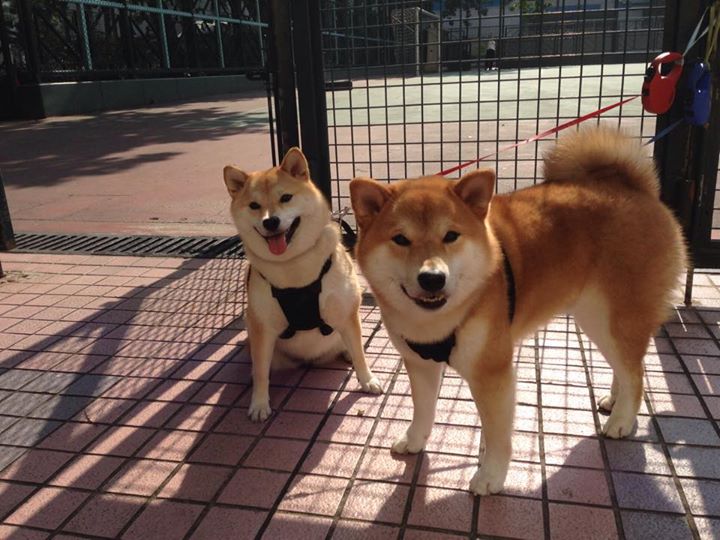 中学体育课增设运动风险防护内容，学校体育风险