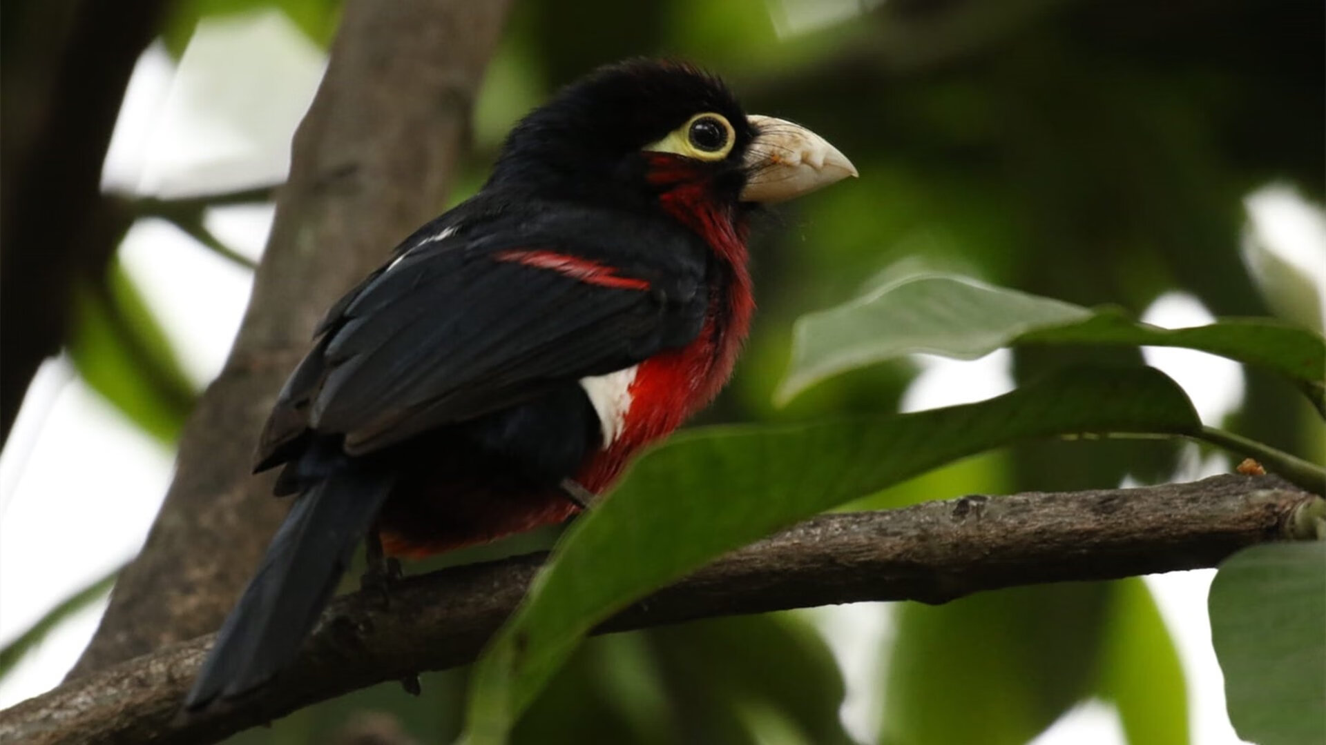 博卡依赖边路突击,套路相对单一,博伊卡实战怎么样