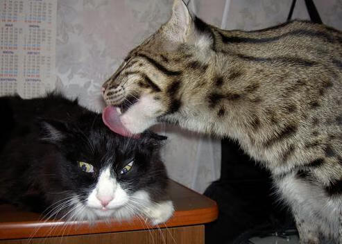 乐鱼体育app官网-国家队友谊赛选择缺乏梯次对抗计划，友谊赛影响国家队排名吗