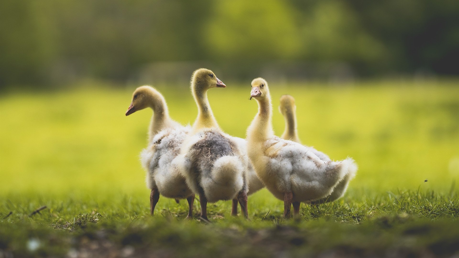 德国队在国际乒联混合团体世界杯中的战略部署与赛制剖析，2021德国乒乓球队