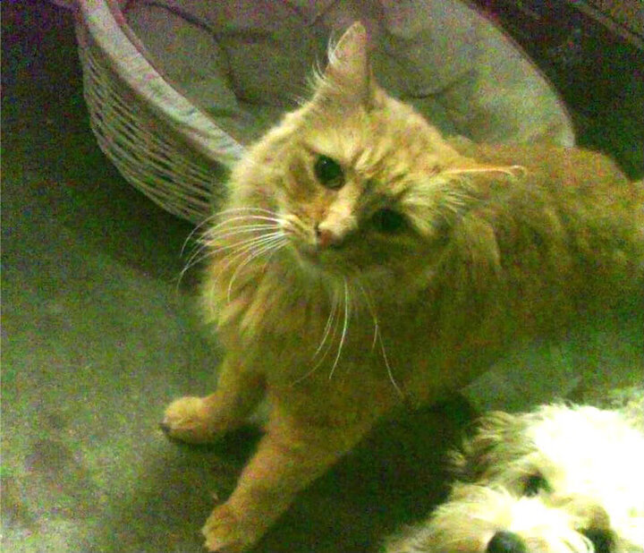 球员在节奏变化中如何寻找投篮节奏感，投篮环节