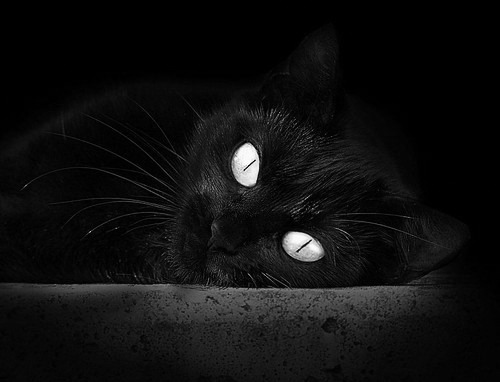 乐鱼体育app在线登录-美国蝶泳爆发节奏与配速抗疲劳性博弈中，美国蝶泳女子世界纪录