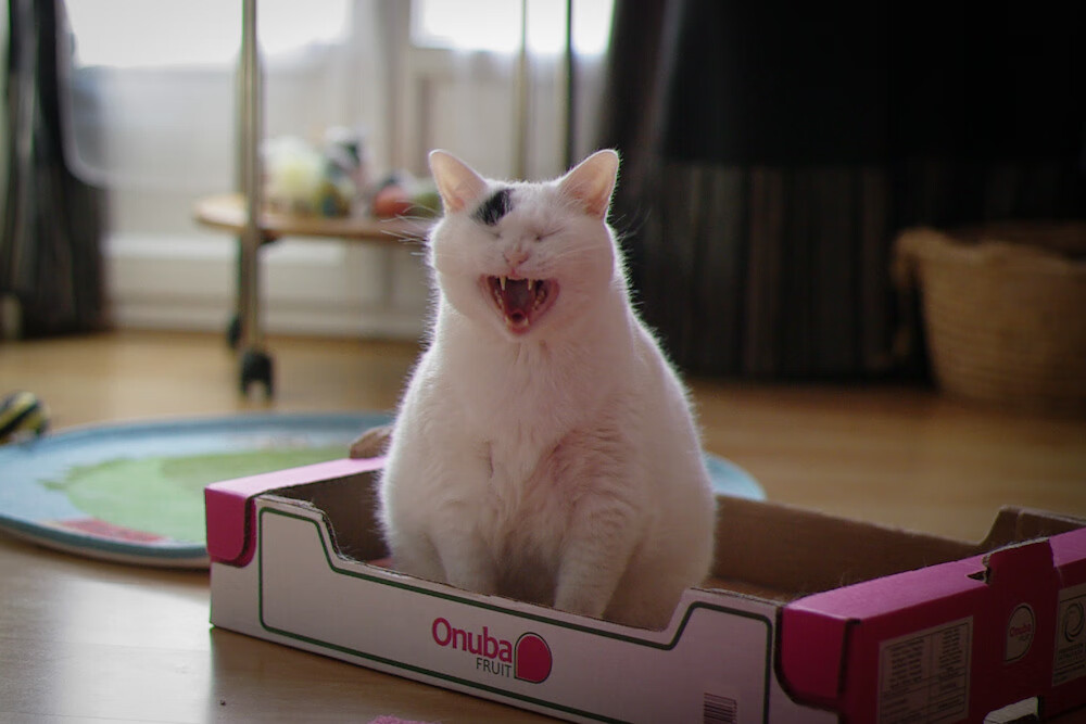 乐鱼体育在线-仰泳对决南非选手从容应战，仰泳冠军视频