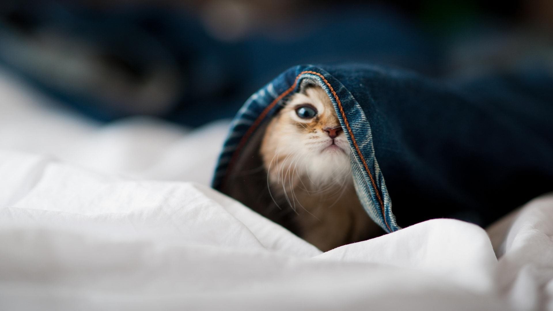 塔特攻防一体，袋鼠队的全能球员，塔特攻防一体,袋鼠队的全能球员叫什么