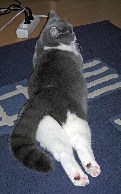 字母哥称新援融入快雄鹿未来更具竞争力，字母哥和雄鹿签约了吗