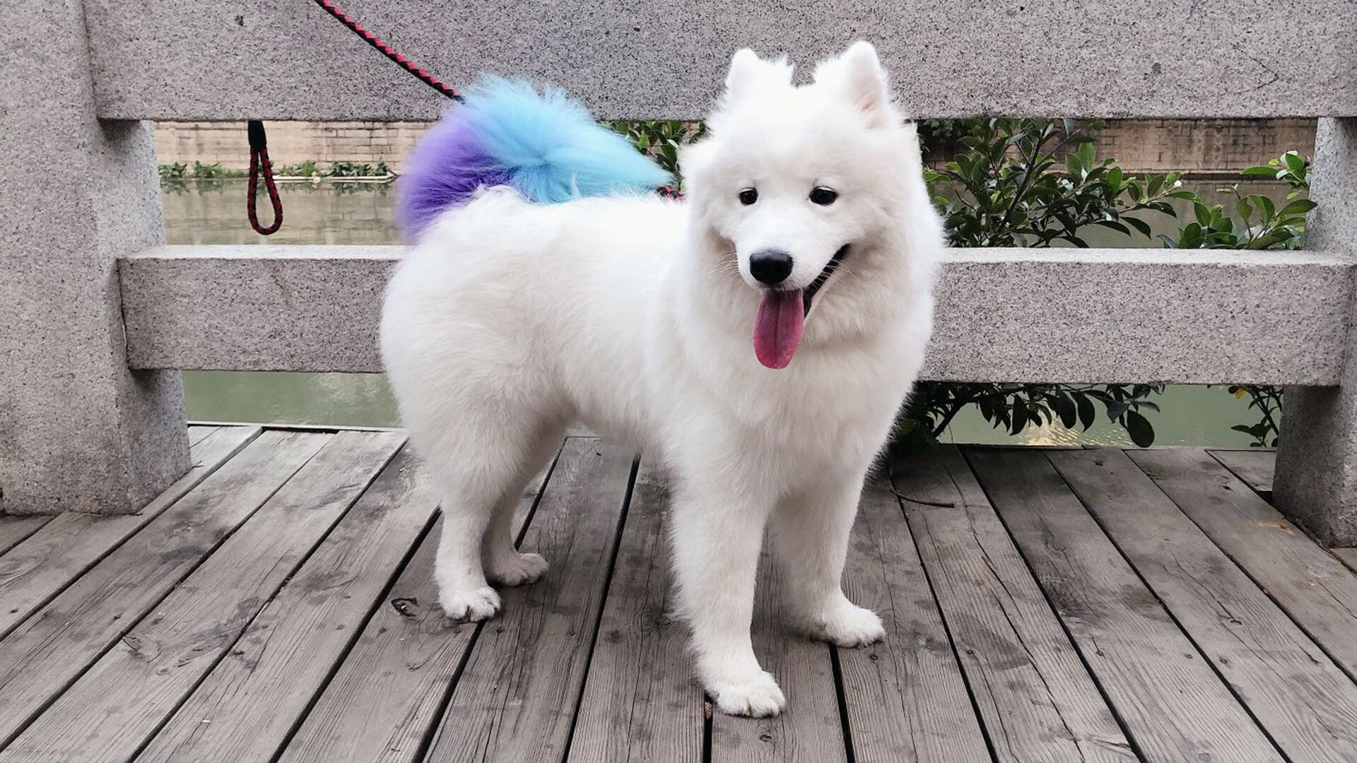 巴西女篮在亚锦赛中夺冠，迈向奥运会舞台